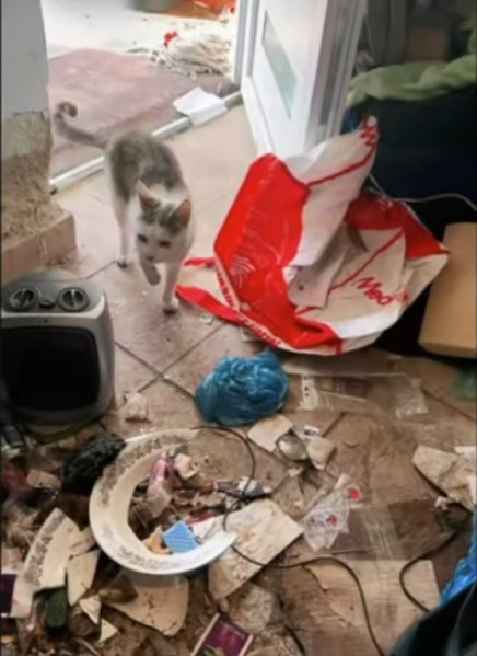Fájl:Bagolykaeletkorulmenyek.png