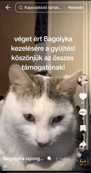 Fájl:Bagolykakezeles13.jpg