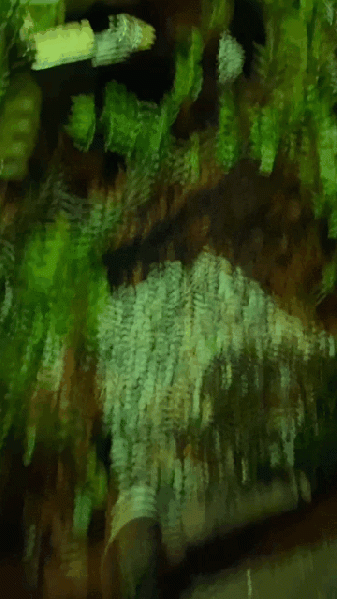 Fájl:Tojgli.gif